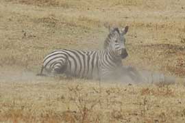 zebra